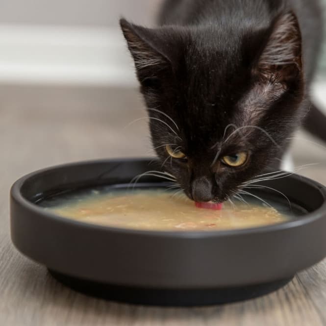 Trixie Kittis Shrimp Soup - 4 × 80 g bild 5